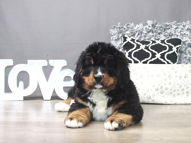 Bernese Mountain Dog