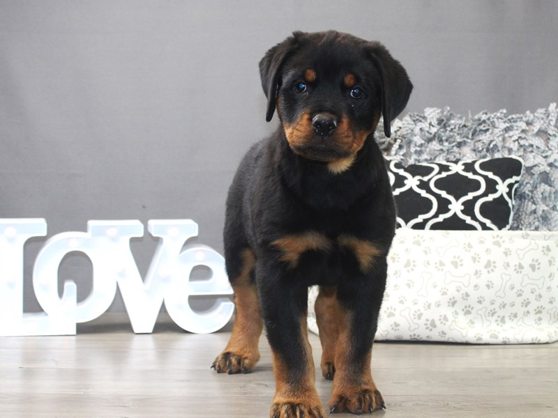 Rottweiler
