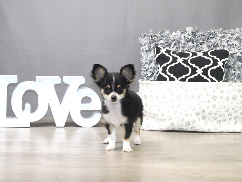 Chihuahua – Orejas