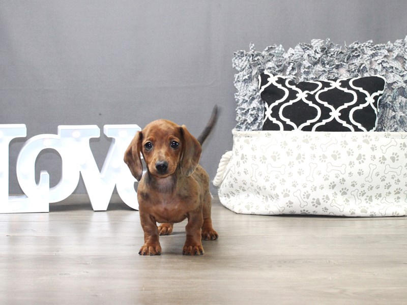 Dachshund