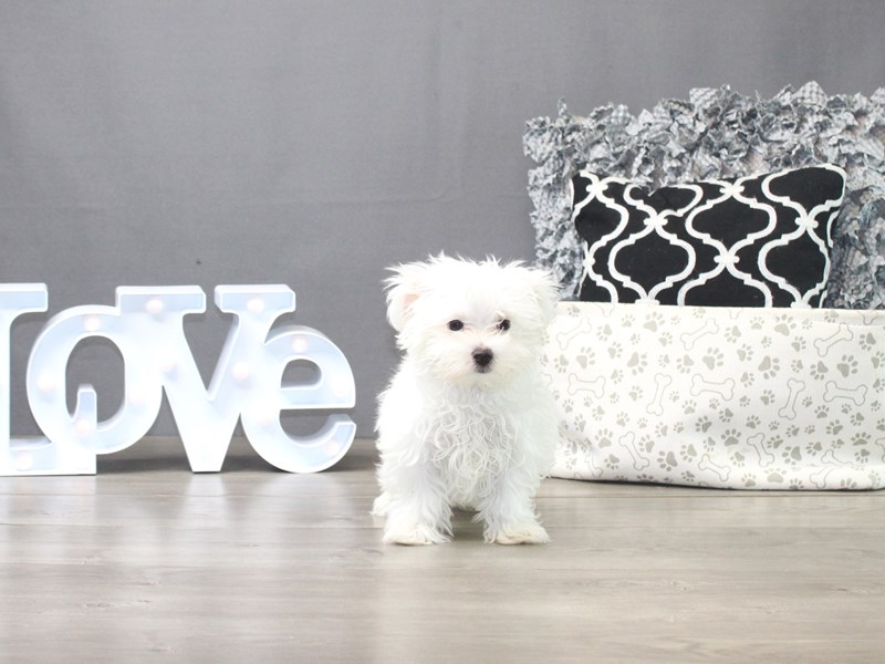 Maltese