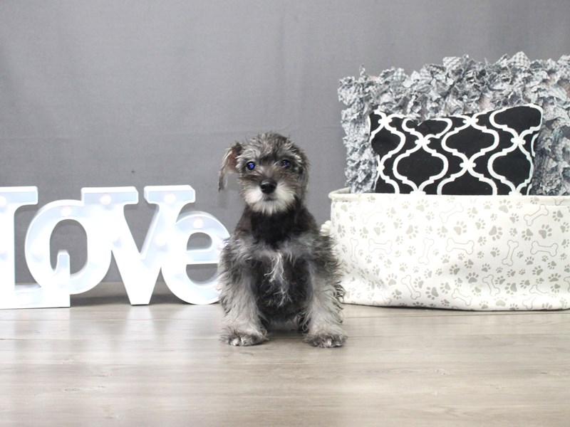 Miniature Schnauzer