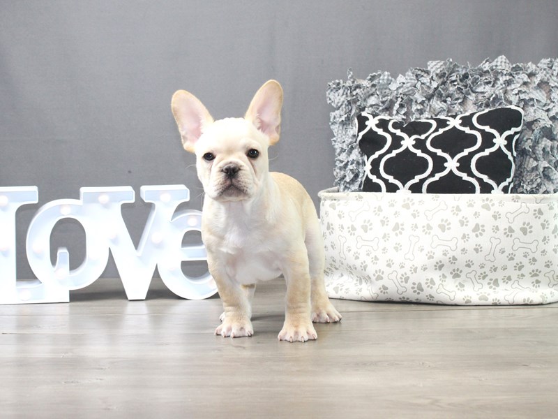 French Bulldog