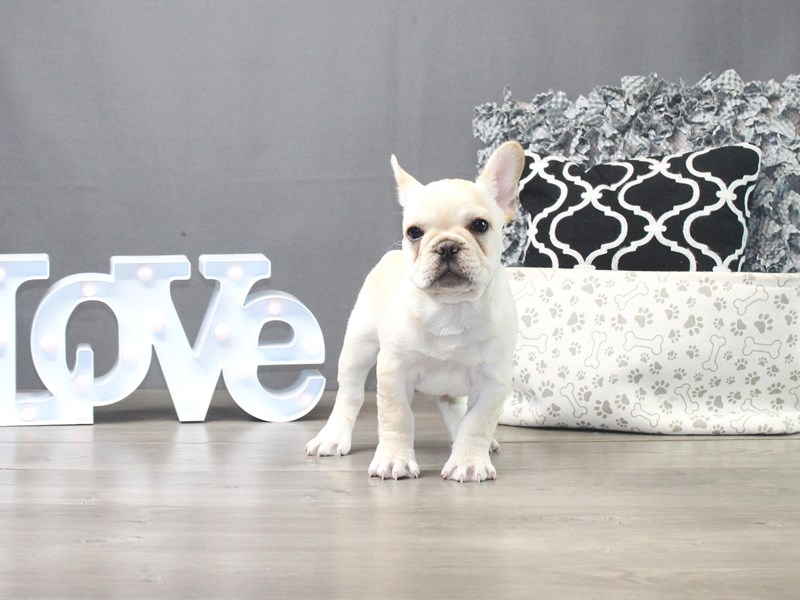 French Bulldog
