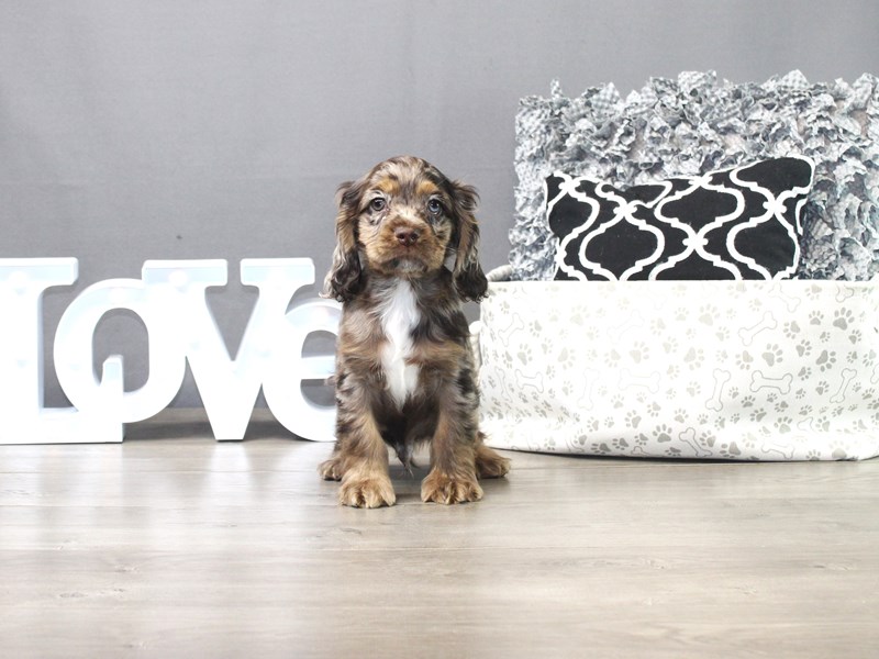 Cocker Spaniel