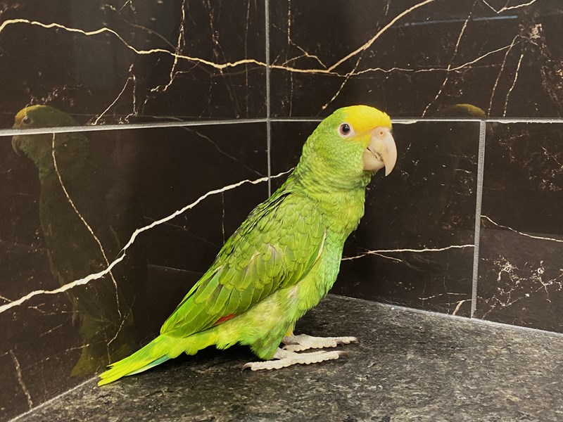 Double Yellow Headed Amazon