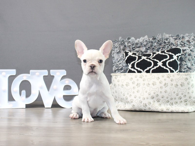 French Bulldog