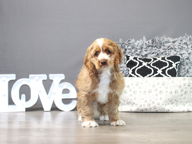 Cocker Spaniel