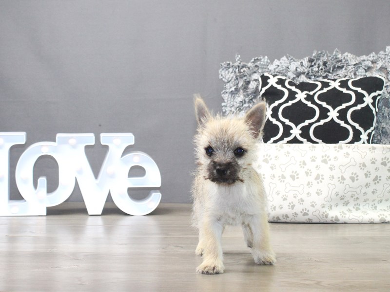 Cairn Terrier