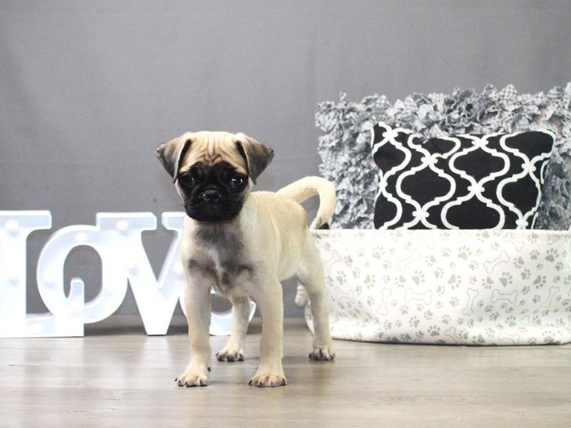 Pug