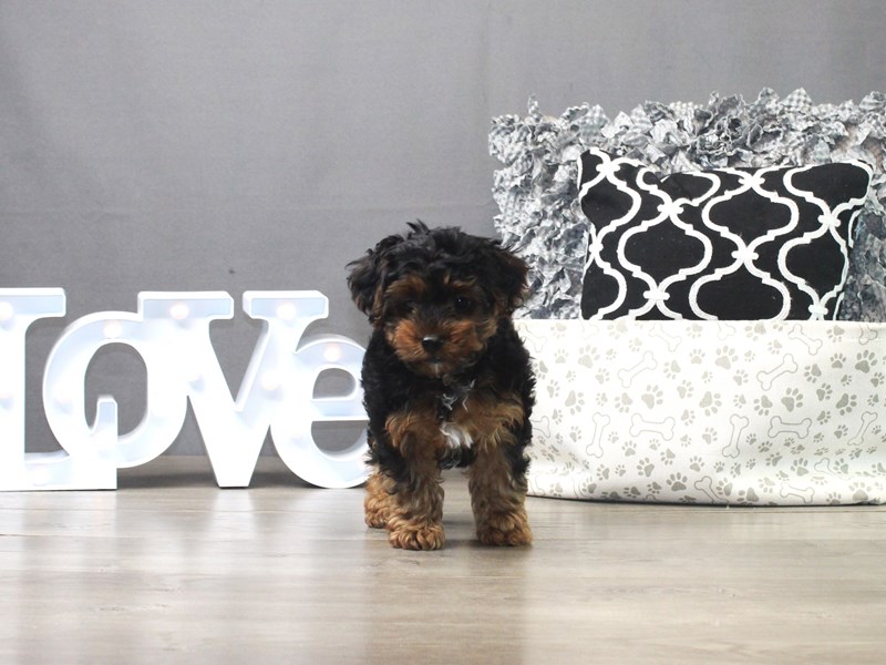 Yorkiepoo