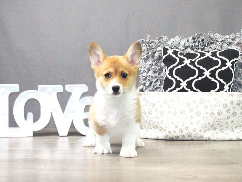Pembroke Welsh Corgi