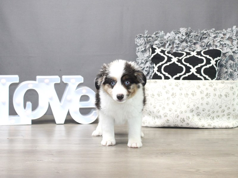 Miniature Australian Shepherd
