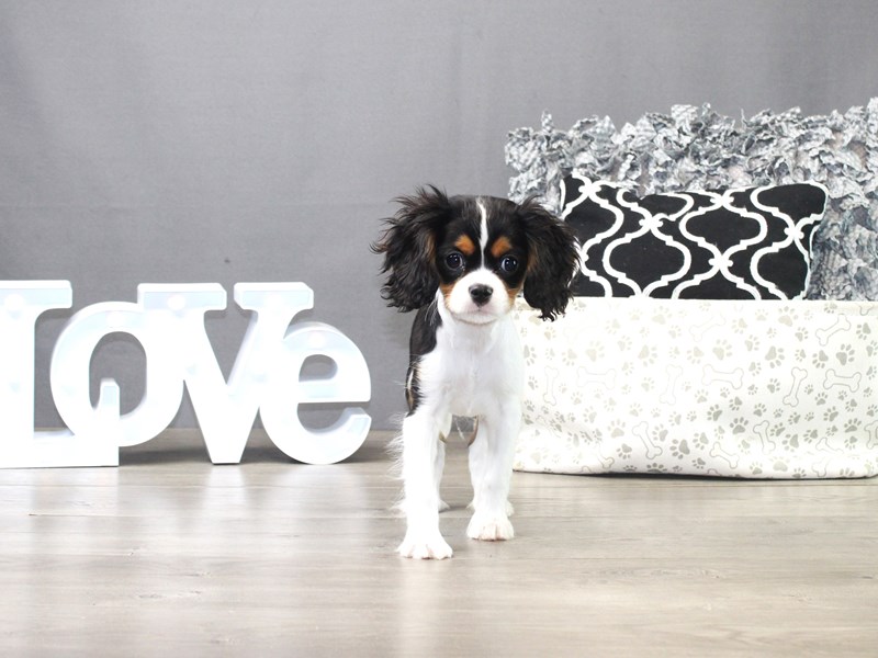 Cavalier King Charles Spaniel