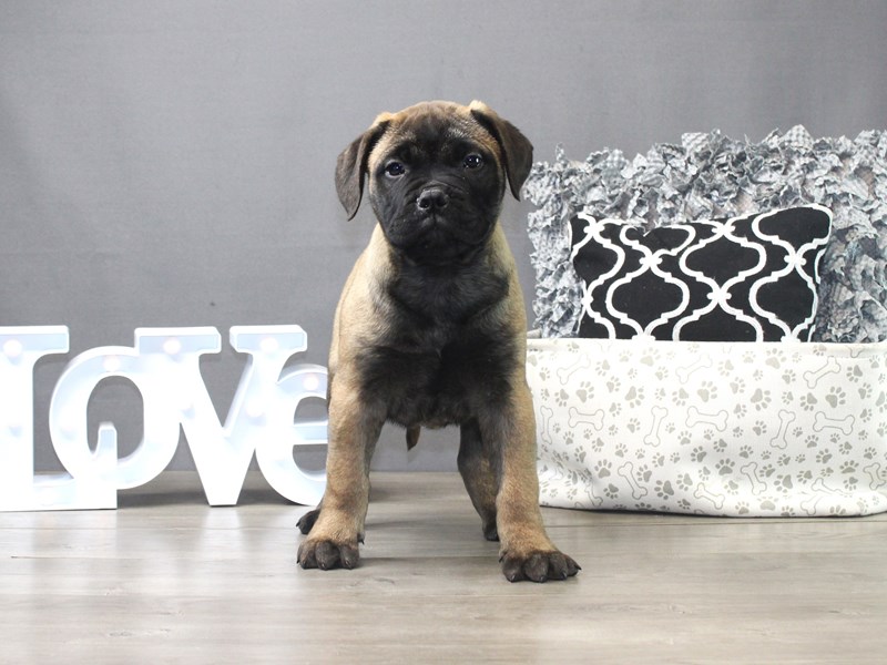 Bullmastiff – APOLLO