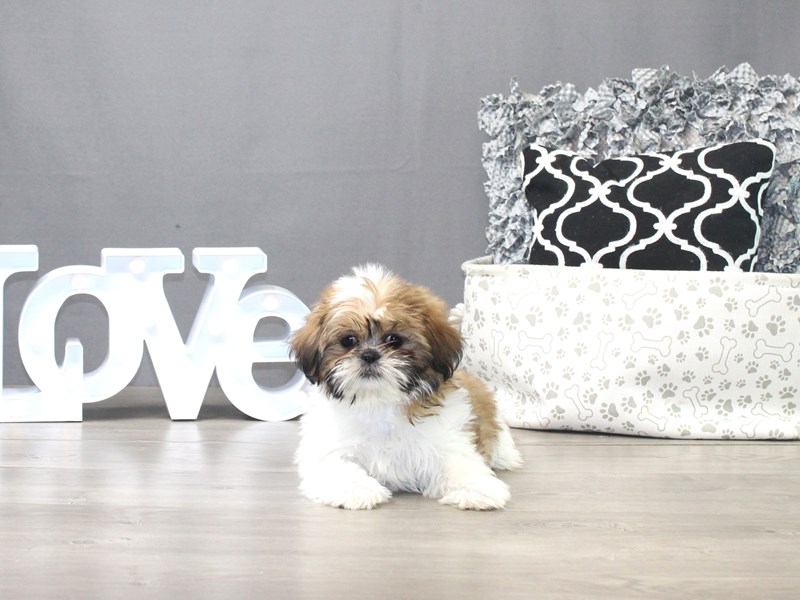 Shih Tzu