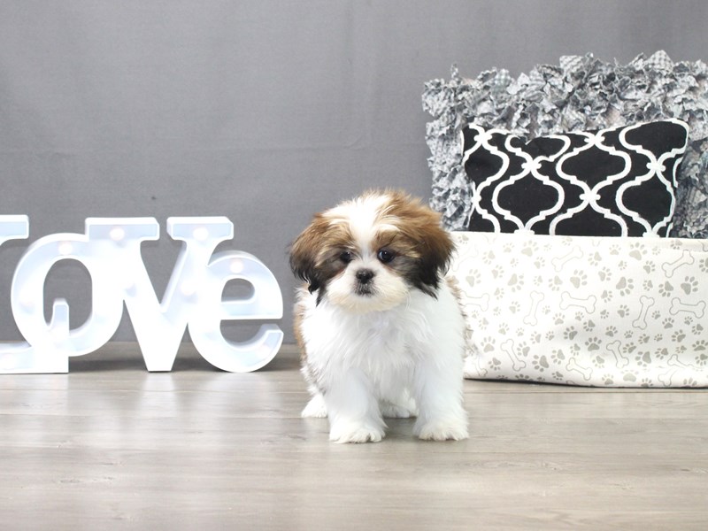 Shih Tzu