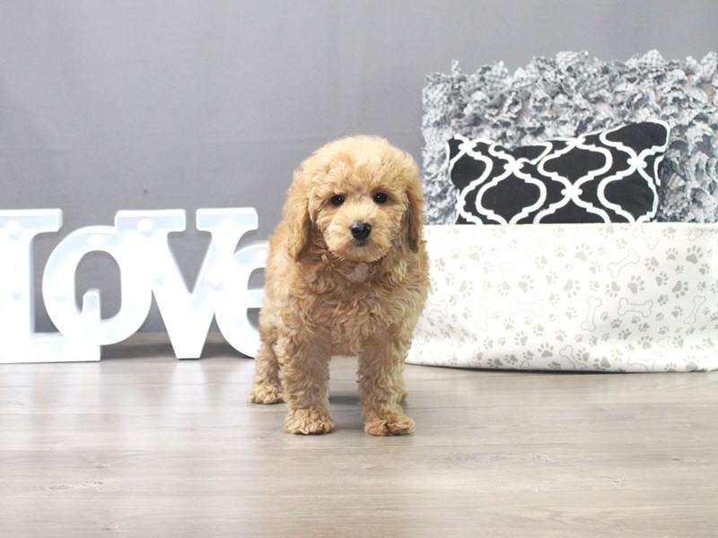 Mini Goldendoodle