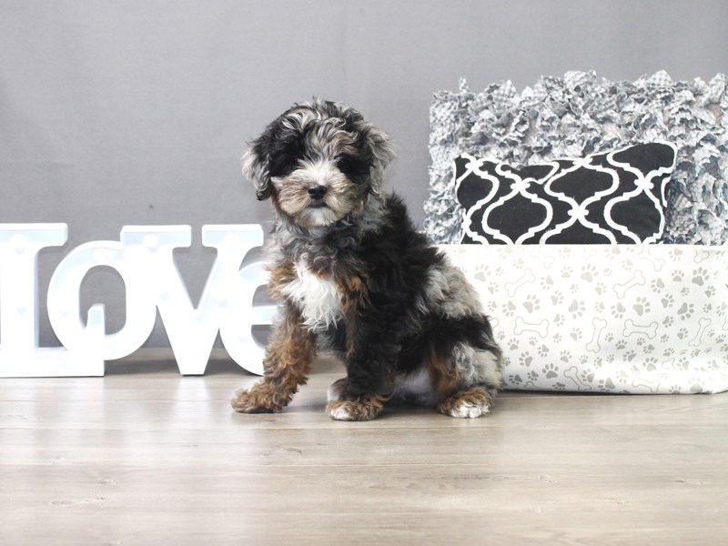 Mini Aussiedoodle