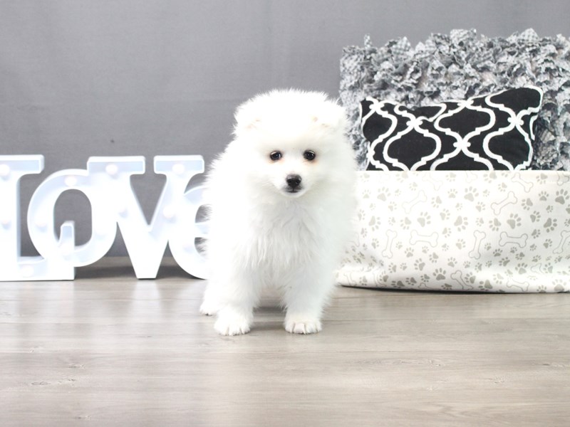 American Eskimo Dog