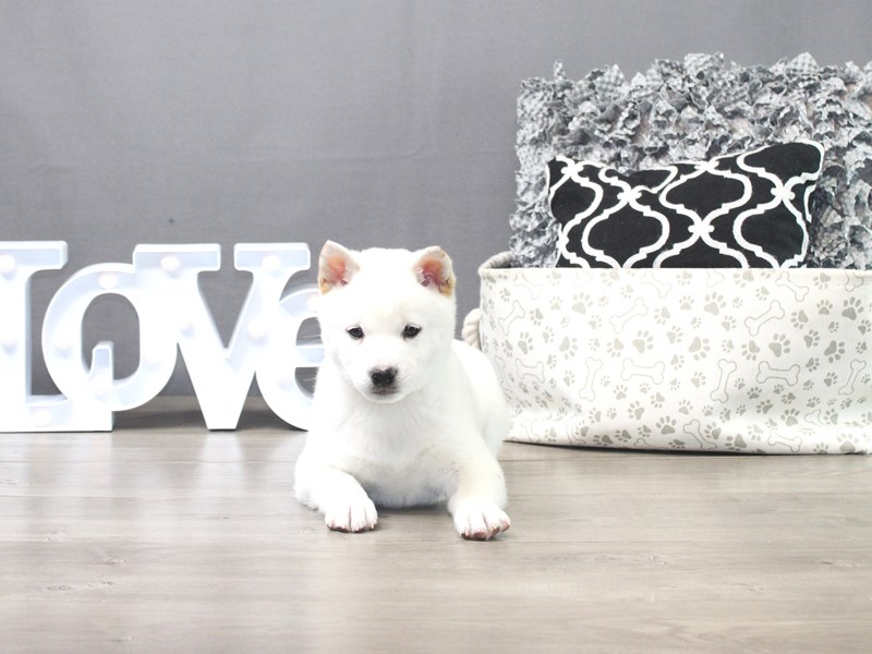 Shiba Inu