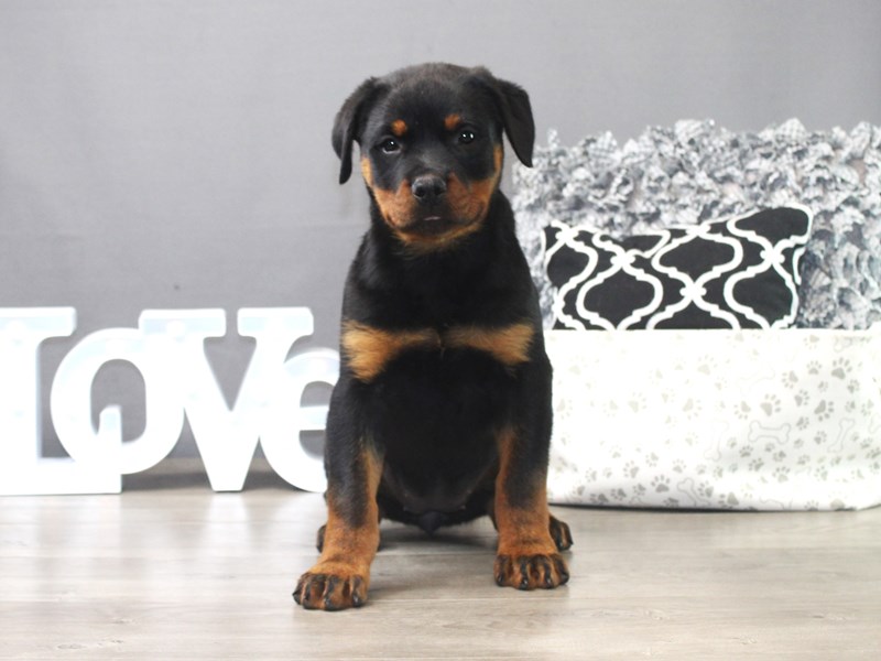 Rottweiler
