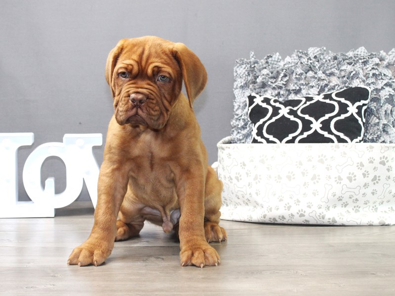 Dogue De Bordeaux