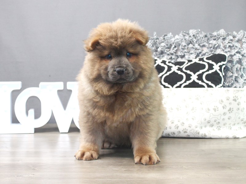 Chow Chow