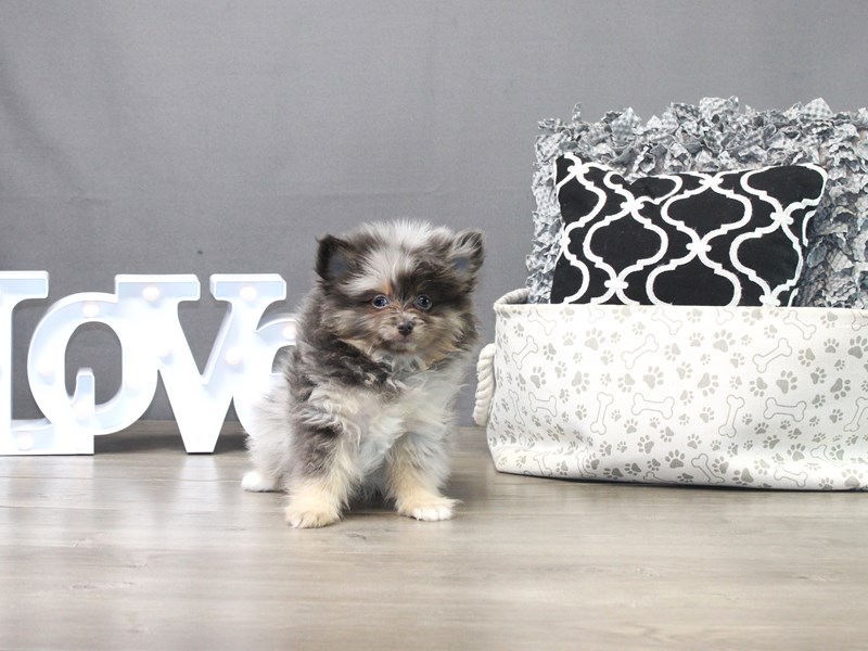 Pomeranian