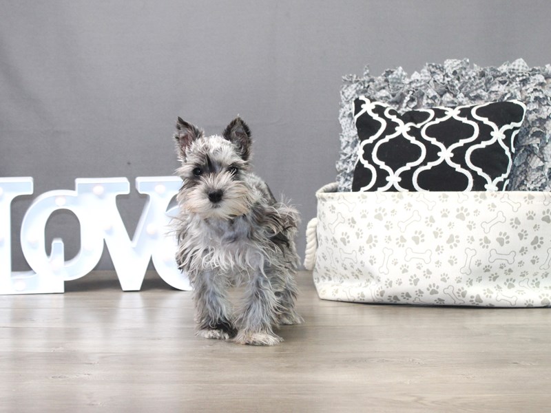 Miniature Schnauzer