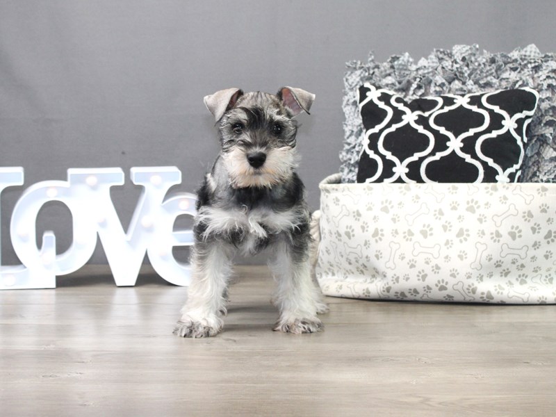 Miniature Schnauzer