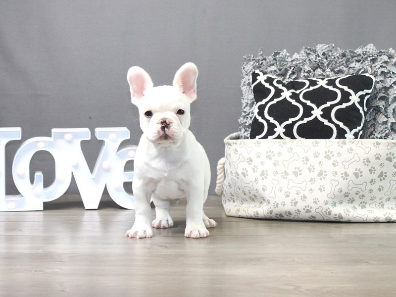 French Bulldog