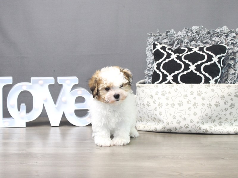 Havanese – Favour