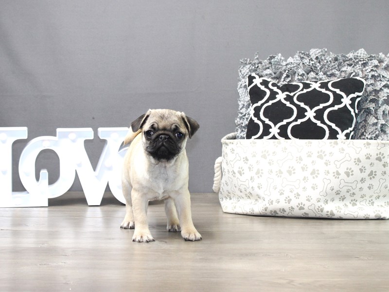 Pug