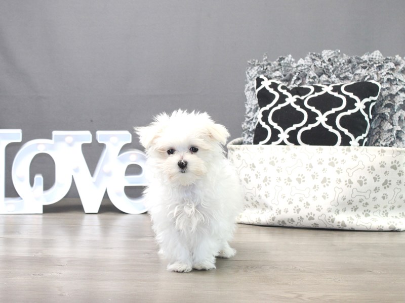 Maltese