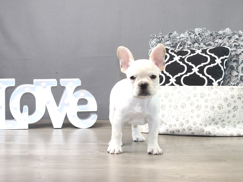 French Bulldog
