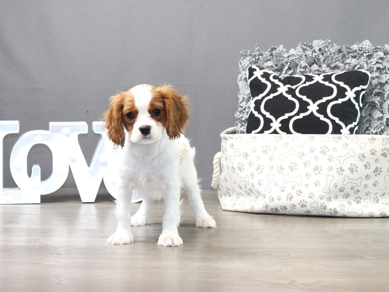 Cavalier King Charles Spaniel