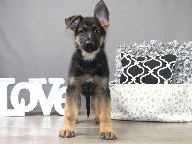 German Shepherd Dog