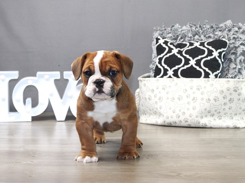 Beabull Bulldog