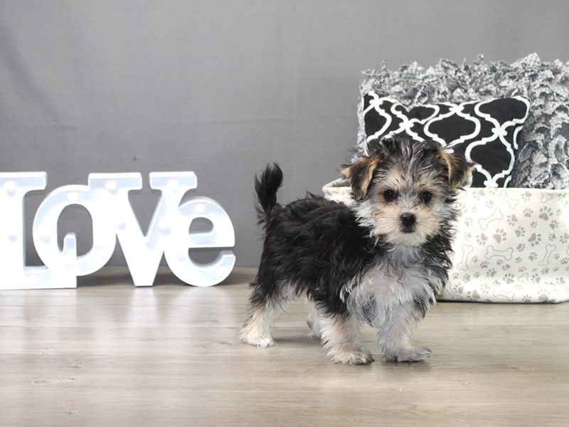 Morkie