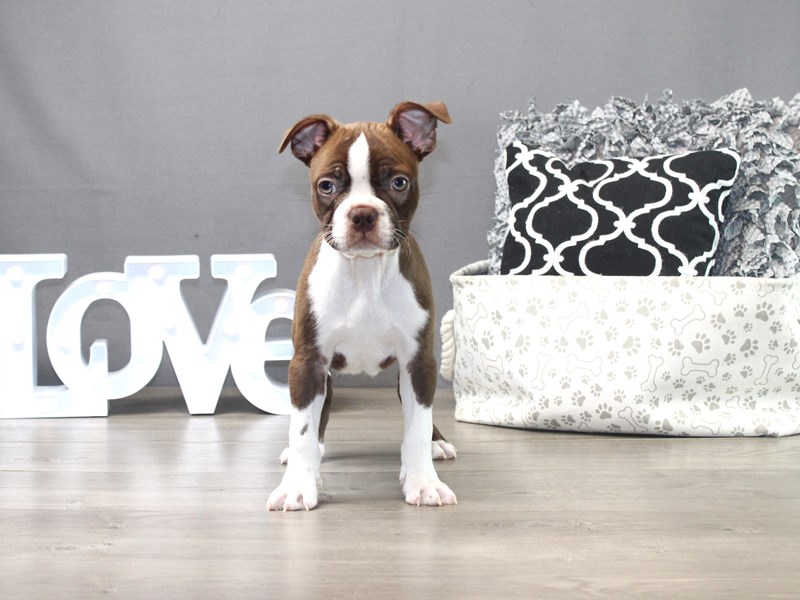 Boston Terrier