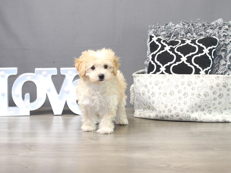 Bichonpoo