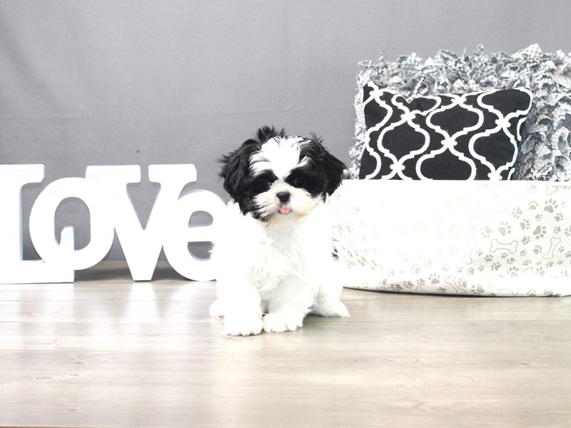 Shih Tzu
