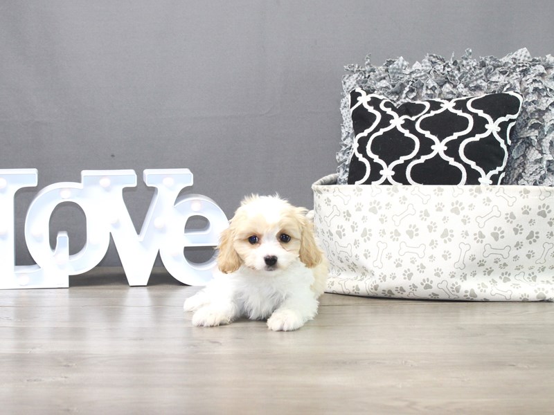 Cavachon