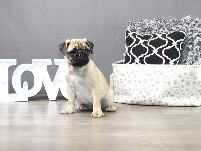 Pug – Taco