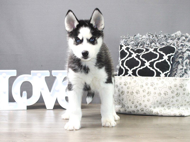 Siberian Husky