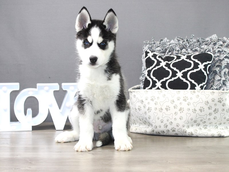 Siberian Husky – Luka