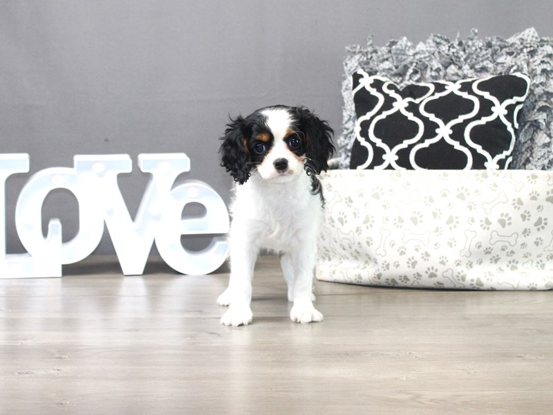 Cavalier King Charles Spaniel