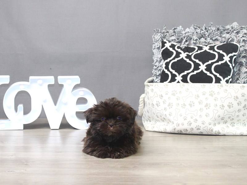 Shih Tzu