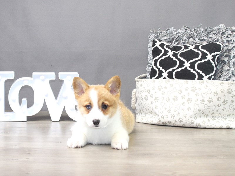 Pembroke Welsh Corgi